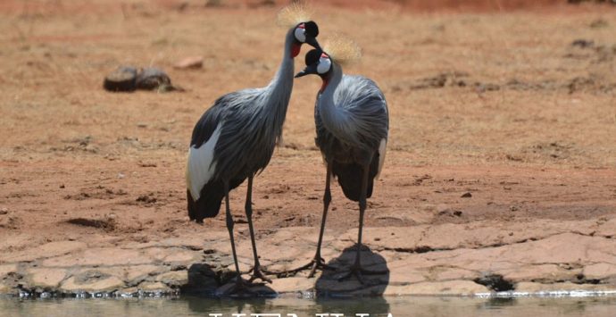 In Pictures: I colori dello Tsavo