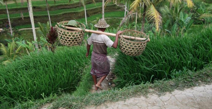 Ubud, dove la natura è arte