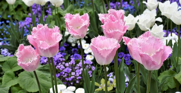 I tulipani di Morges