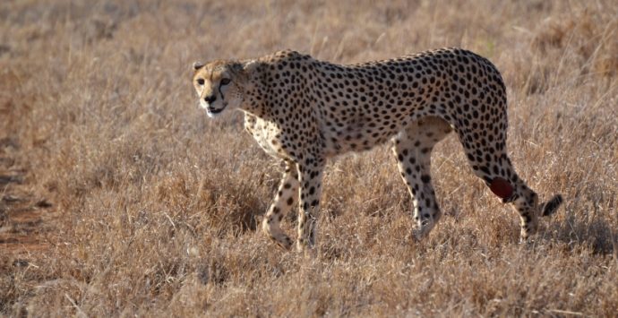 L’agrodolce del Kenya