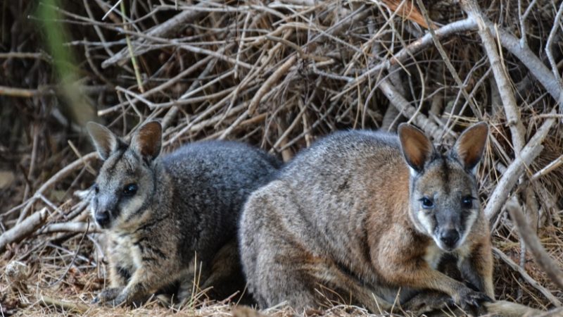 kangaroo island_wallabies kangaroo island