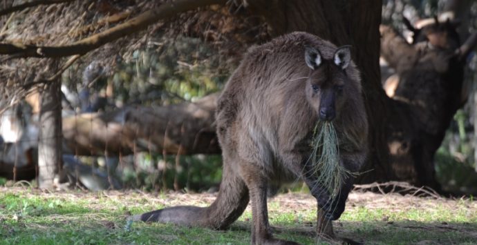 Kangaroo Island: il video