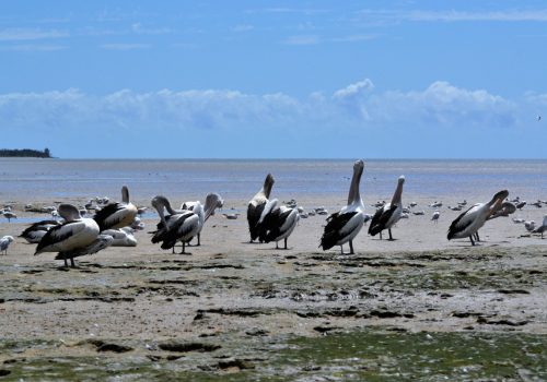 Australia_Cairns 1 Cairns
