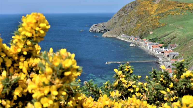 Crovie Crovie