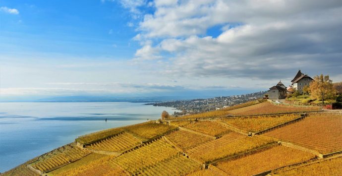 Lavaux, una terrazza sospesa nel blu