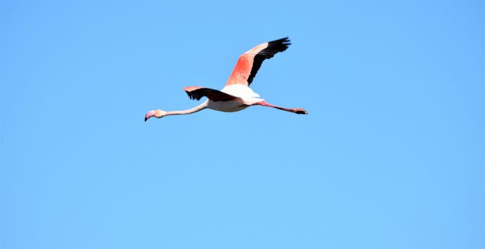 Camargue: il mio itinerario nella terra del sale